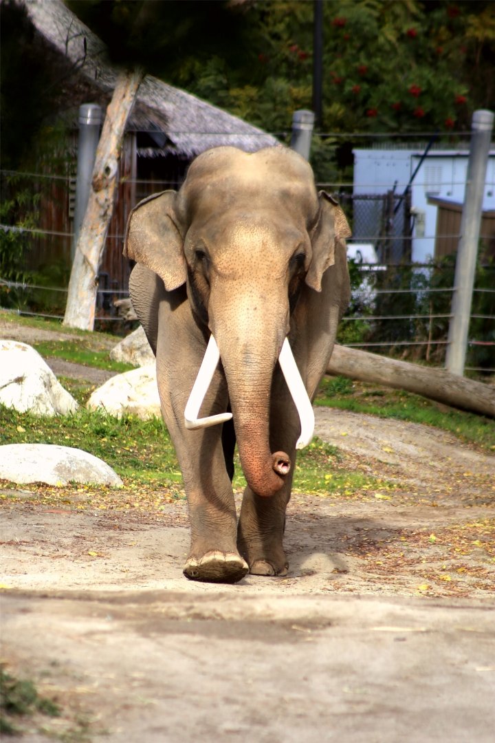 Billy the Asian elephant