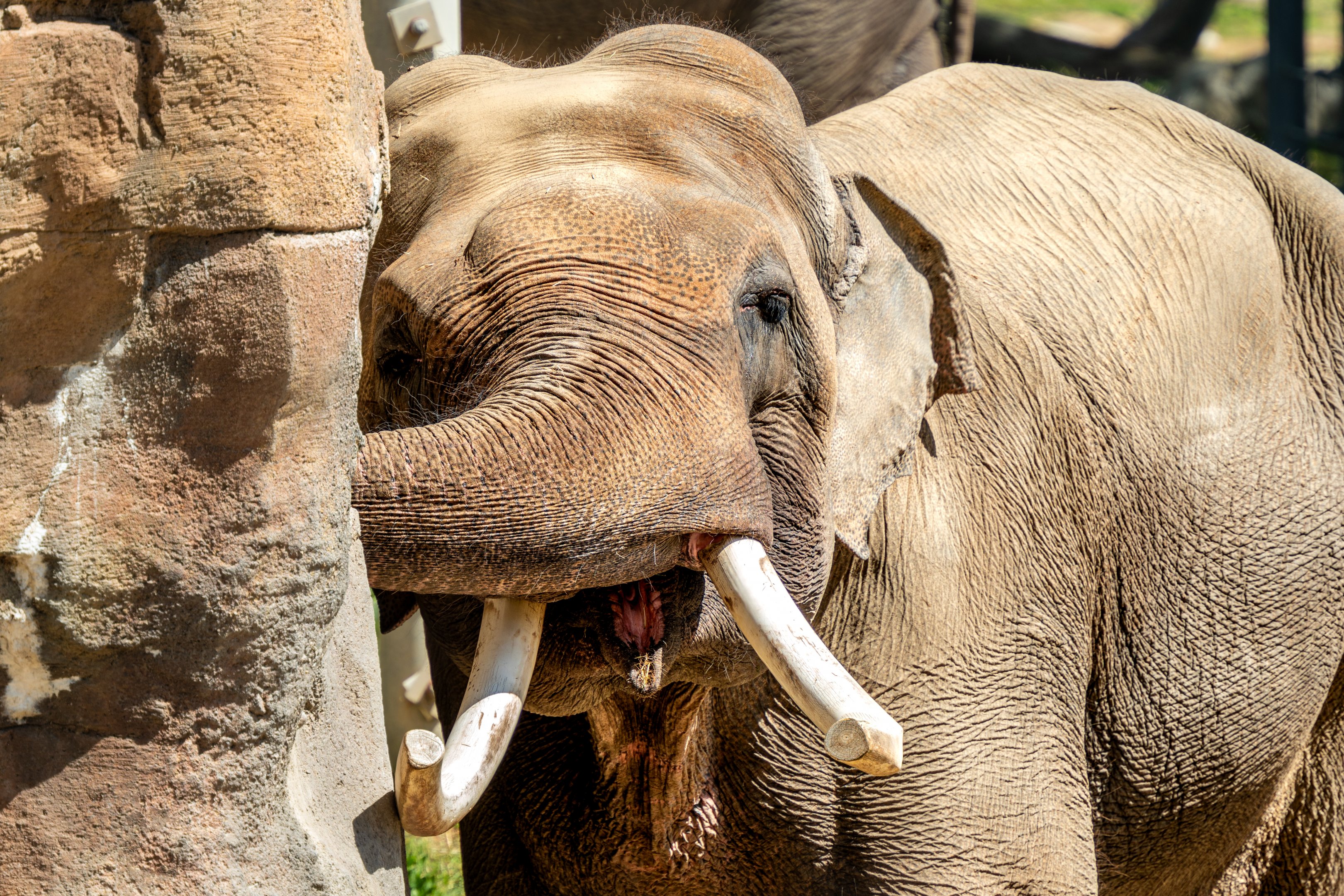 Billy the Asian Elephant