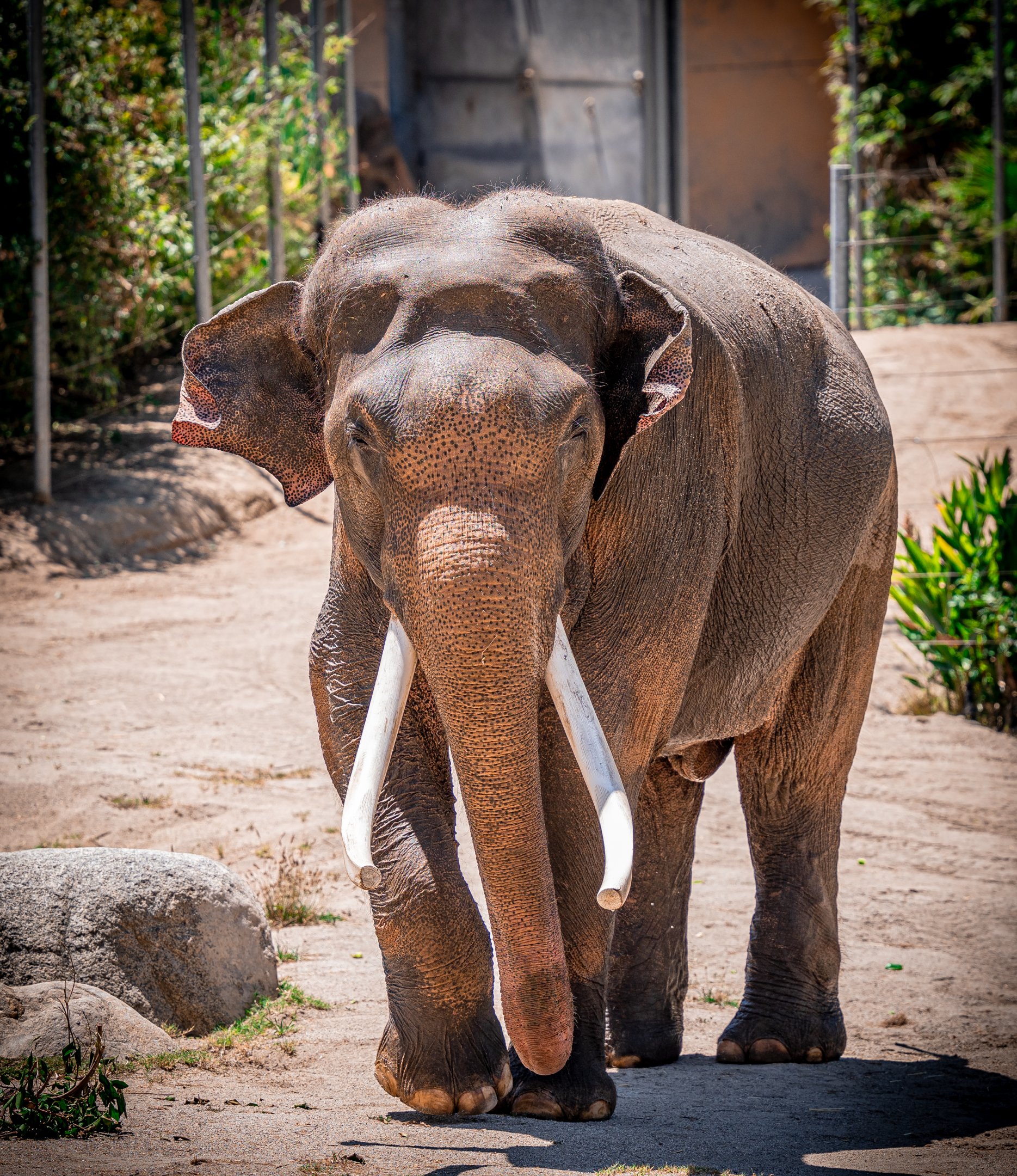 Billy the Asian Elephant