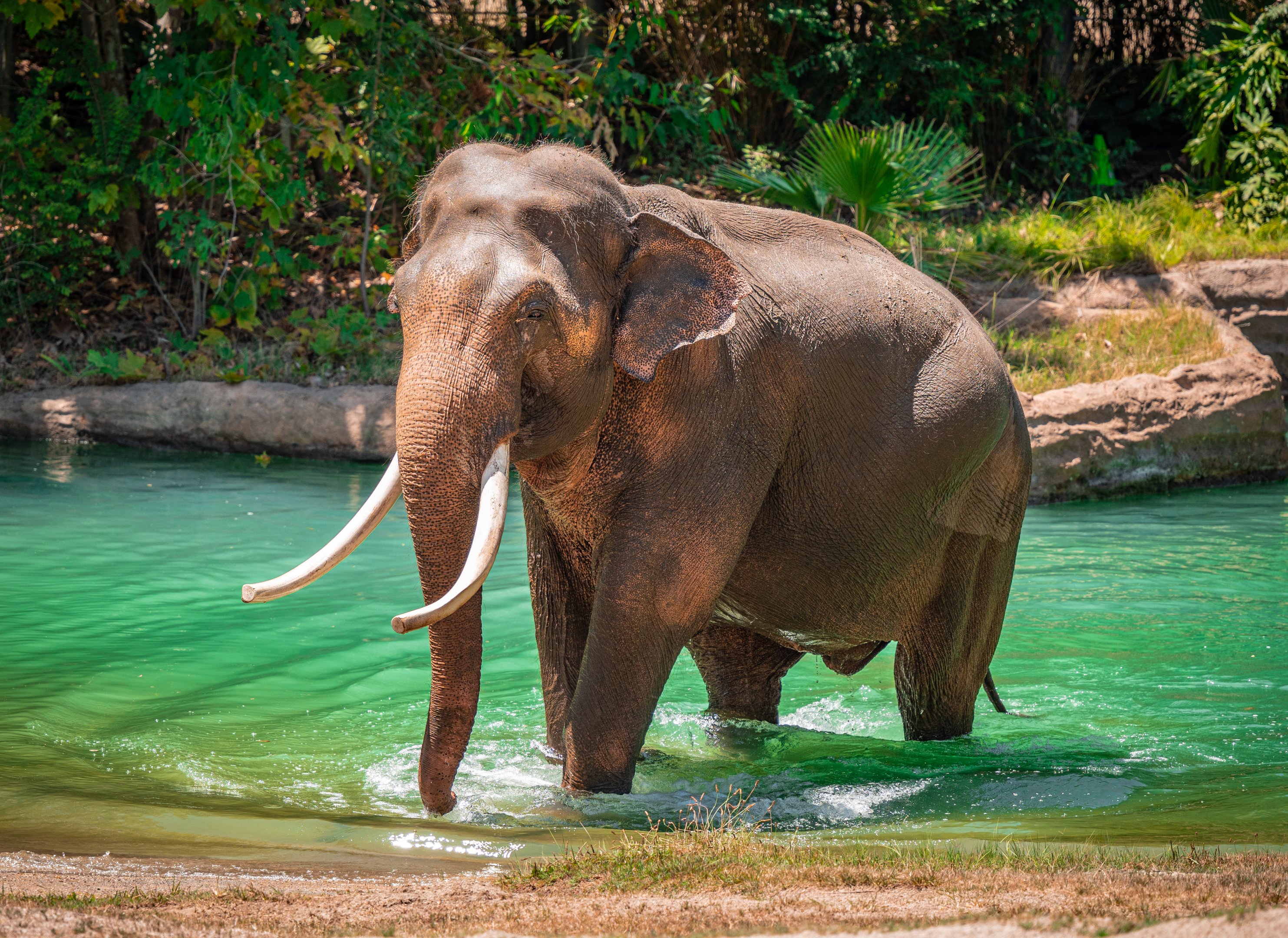 Billy the Asian Elephant