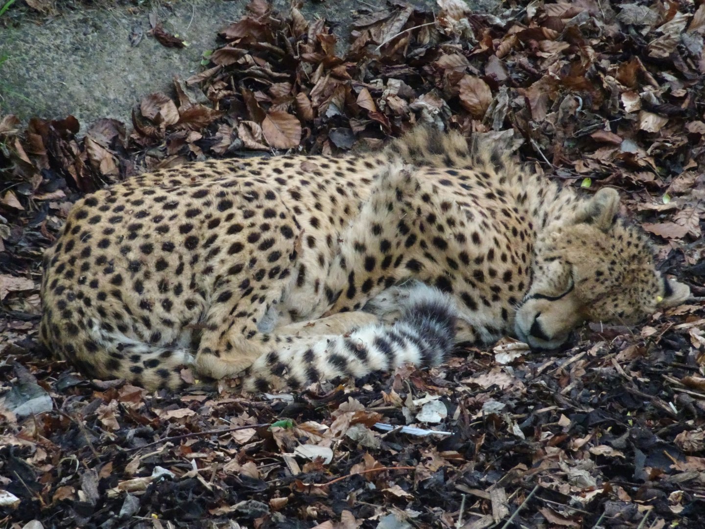 Billy the Cheetah 19 May 2025