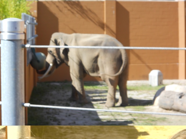 Billy the elephant plays ball