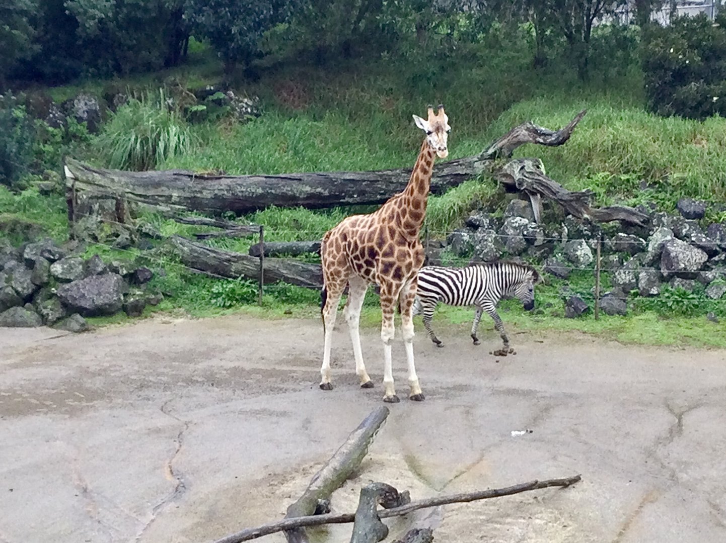 Billy the Giraffe (3.75 years old)