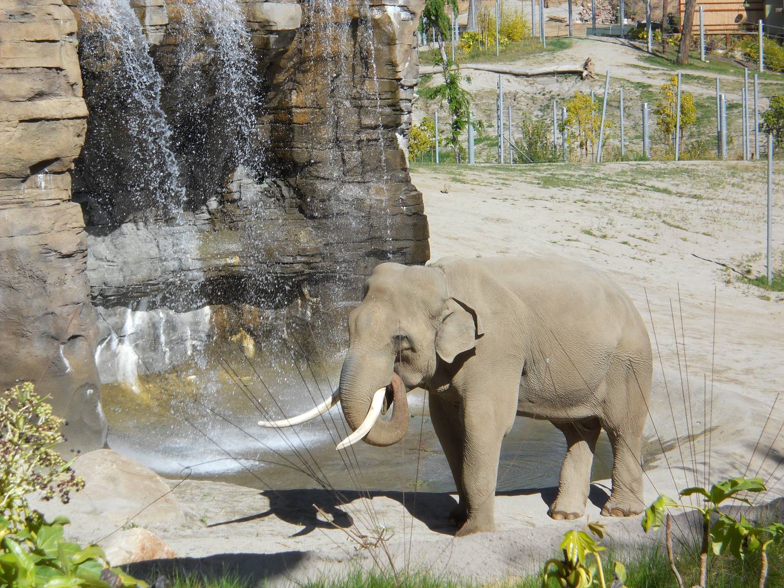 Billy the male bull elephant near waterfall