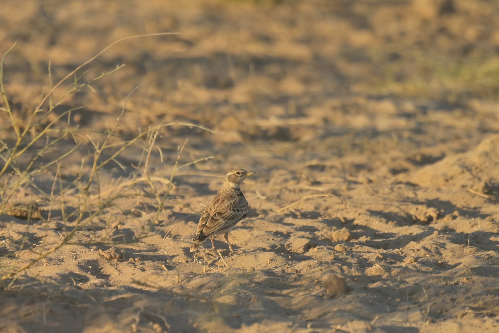 Bimaculated Lark Melanocorypha bimaculata