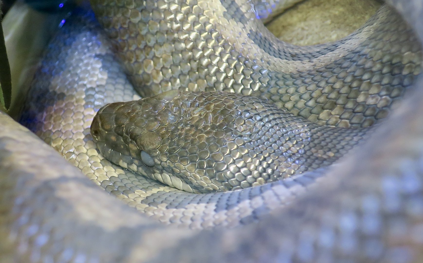 Bimini Boa (Epicrates striatus fosteri)