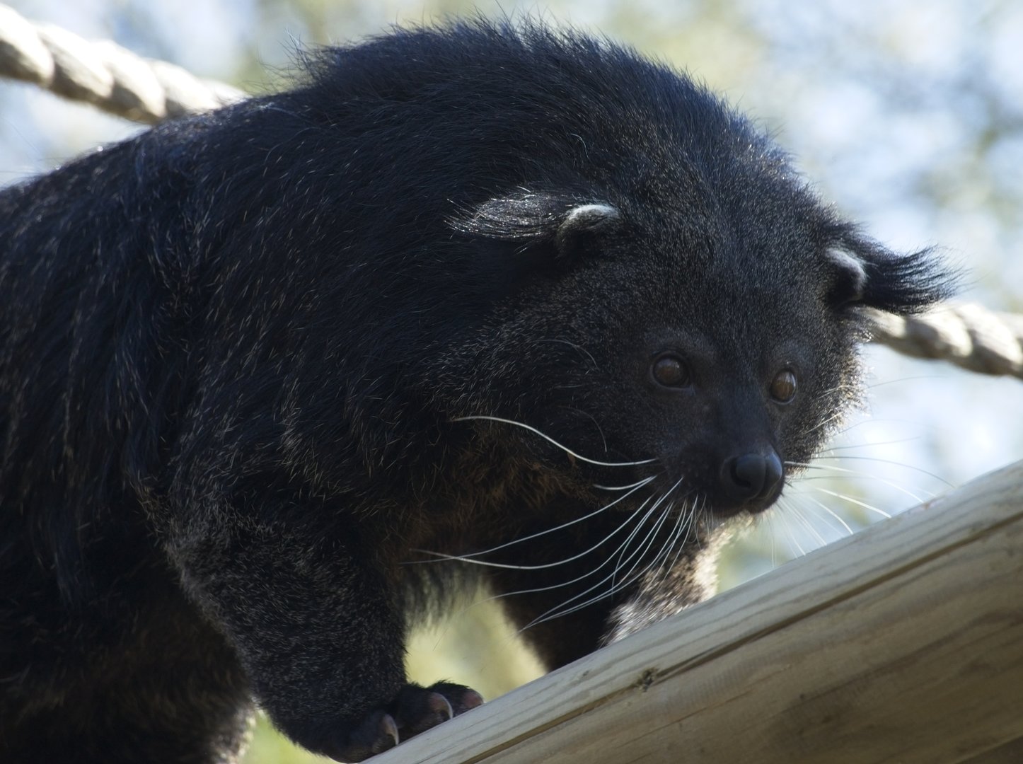 Bindi (The Binturong)