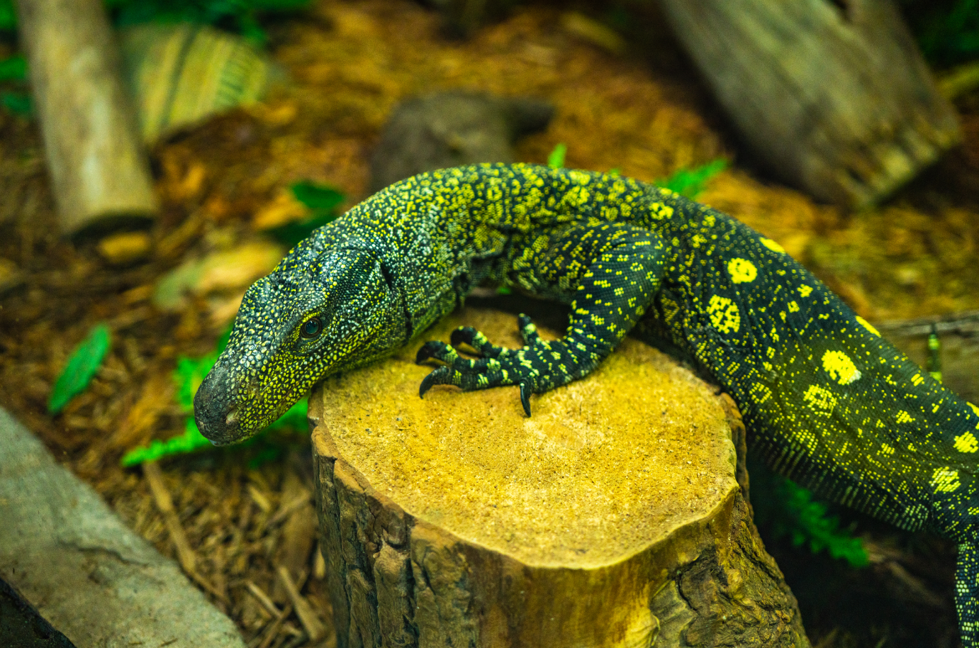 Bindi the Crocodile Monitor