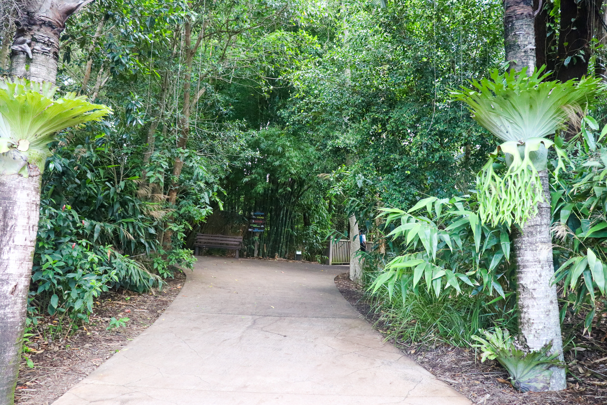 Bindi's Island Pathway