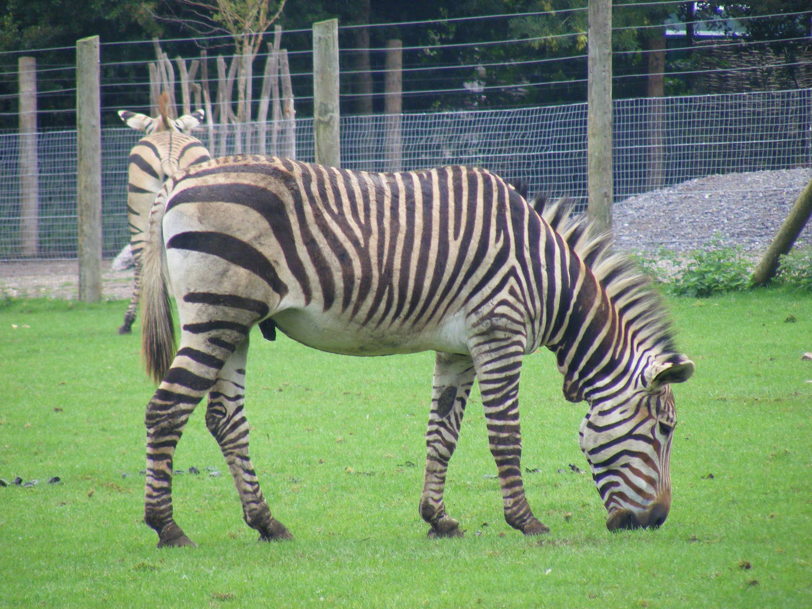 Bingo the Hartmann's mountain zebra at Marwell Wildlife, 22 August 2010