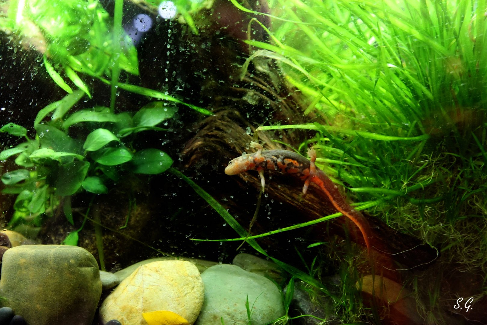 Bingzhi's paddletail newt