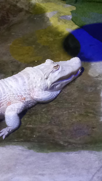 "Binho" - leucistic Yacare - São Paulo aquarium
