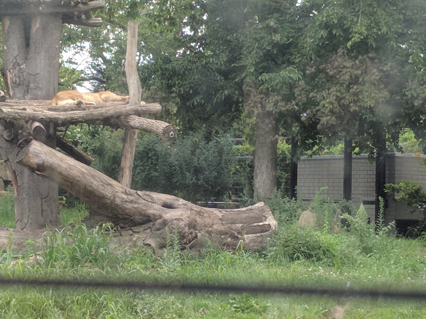 Binta the African Lioness