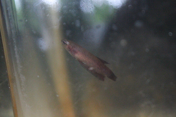 Bintan betta (Betta miniopinna) - PCBA