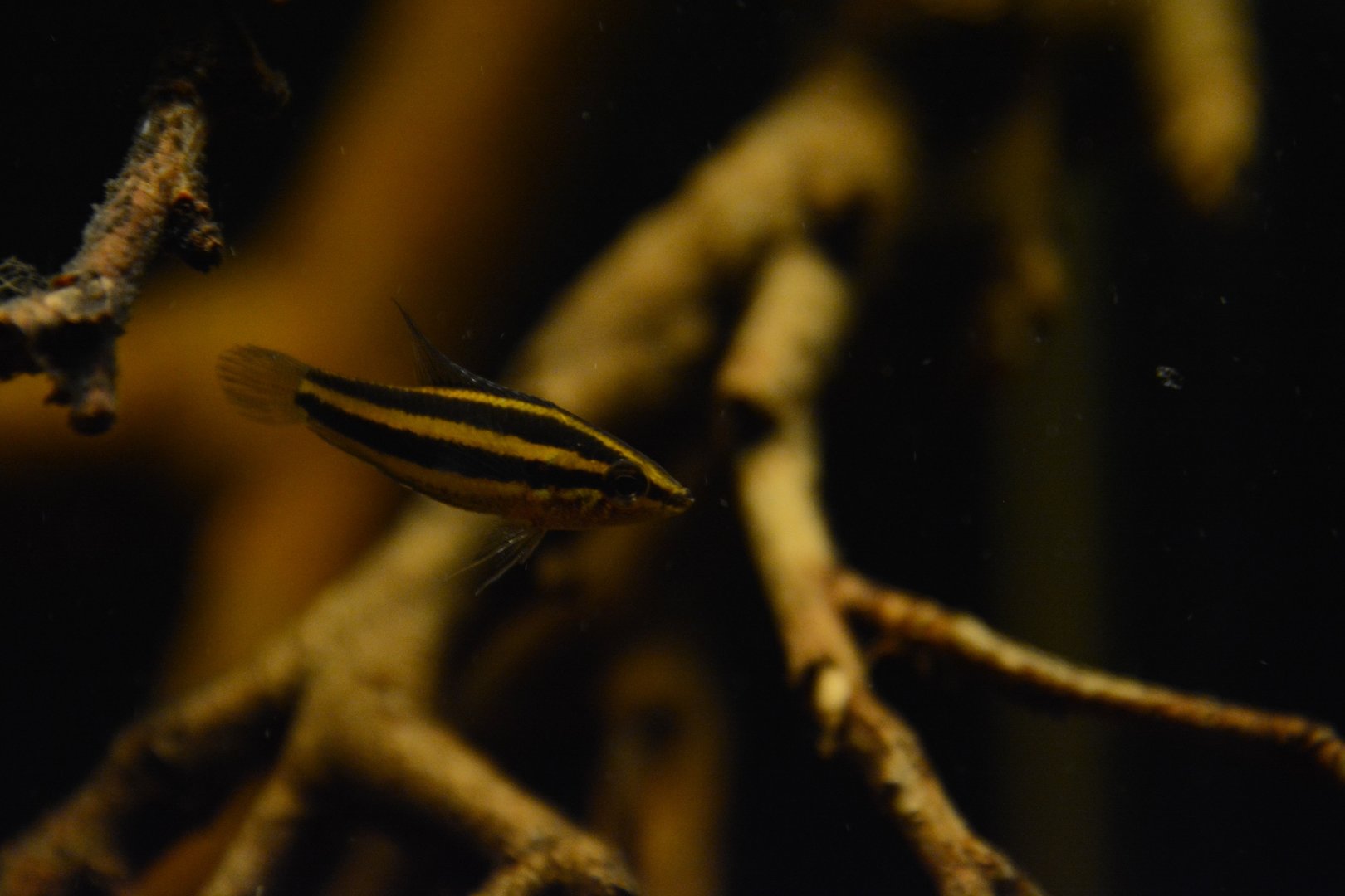 Bintan licorice gourami (Parosphromenus bintan)