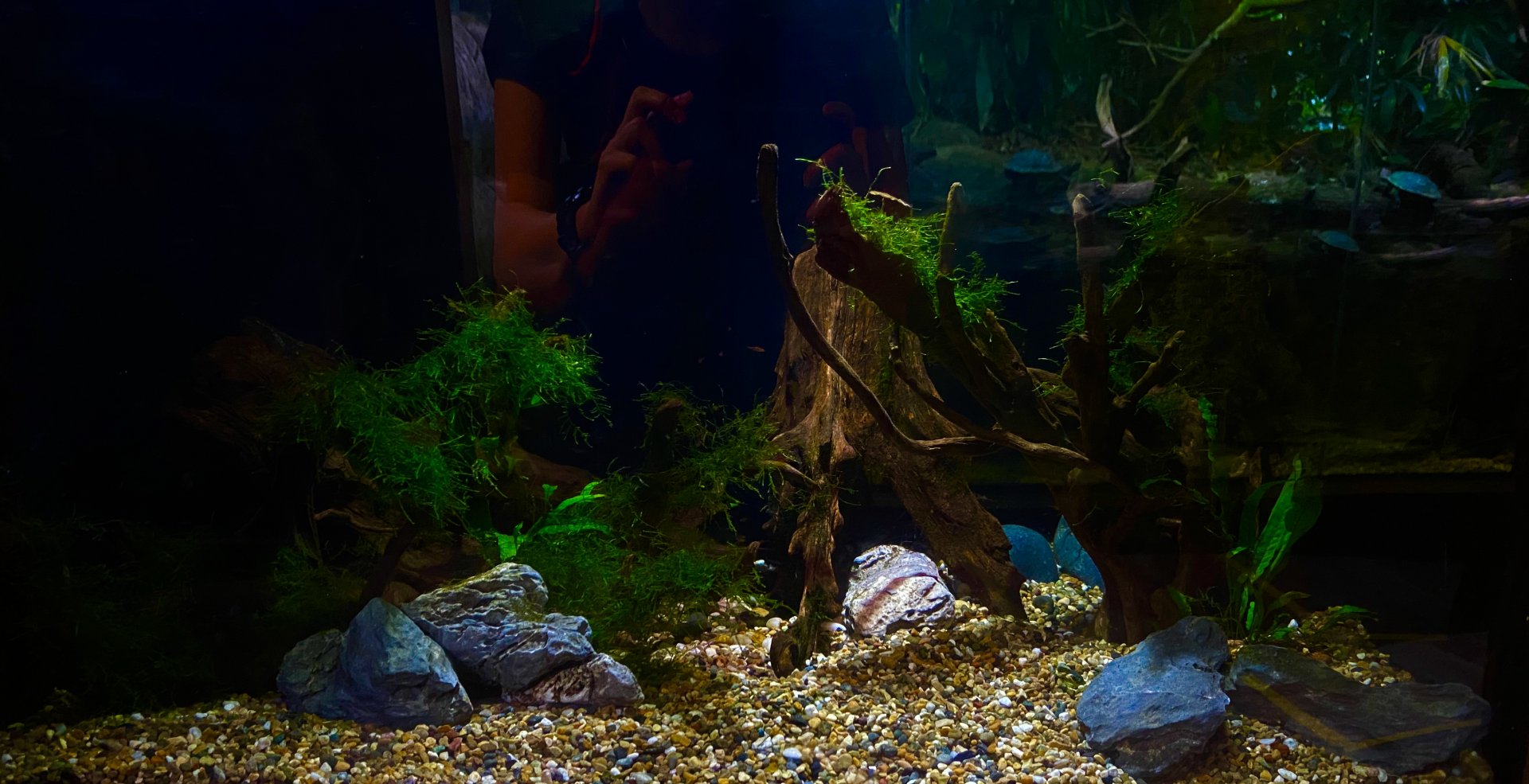 Bintan stream exhibit