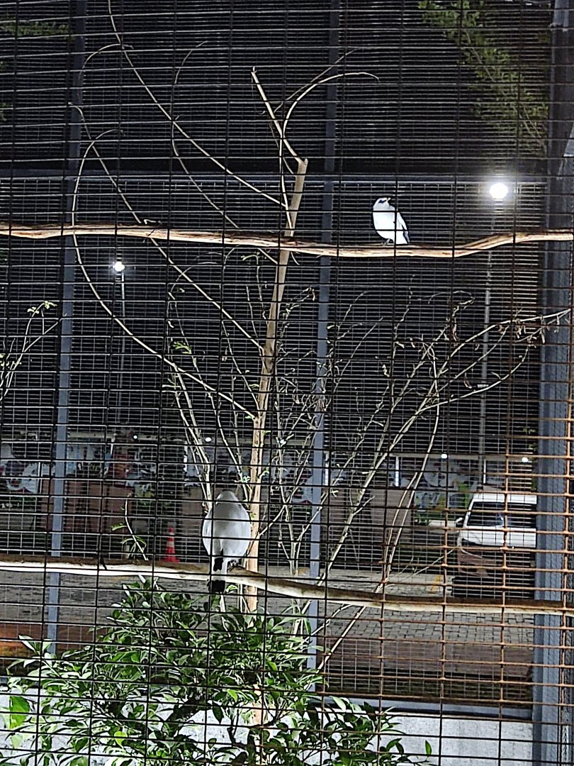 Bintaro Aviary Park - Bali Myna (Leucopsar rothschildi)