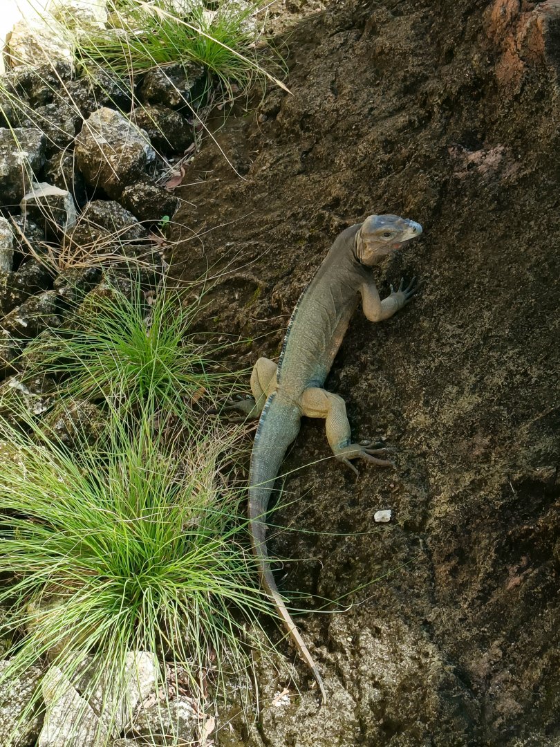 Bintaro Aviary Park - Hispaniolan Rhinoceros Iguana (Cyclura cornuta cornuta)