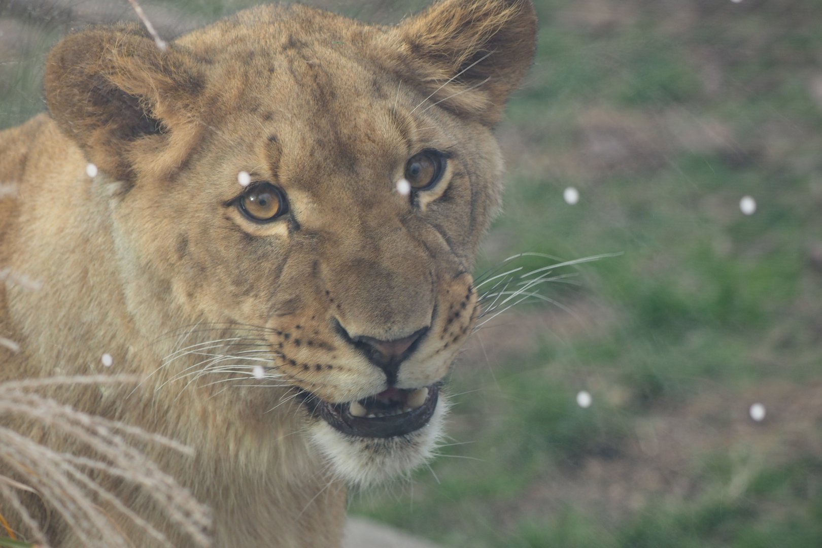 Binti (African lion cub)