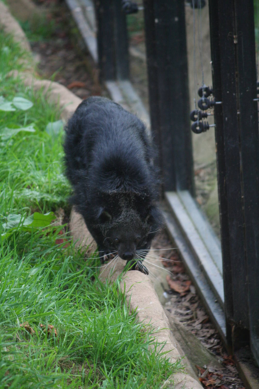 Binturong, 01/10/2011