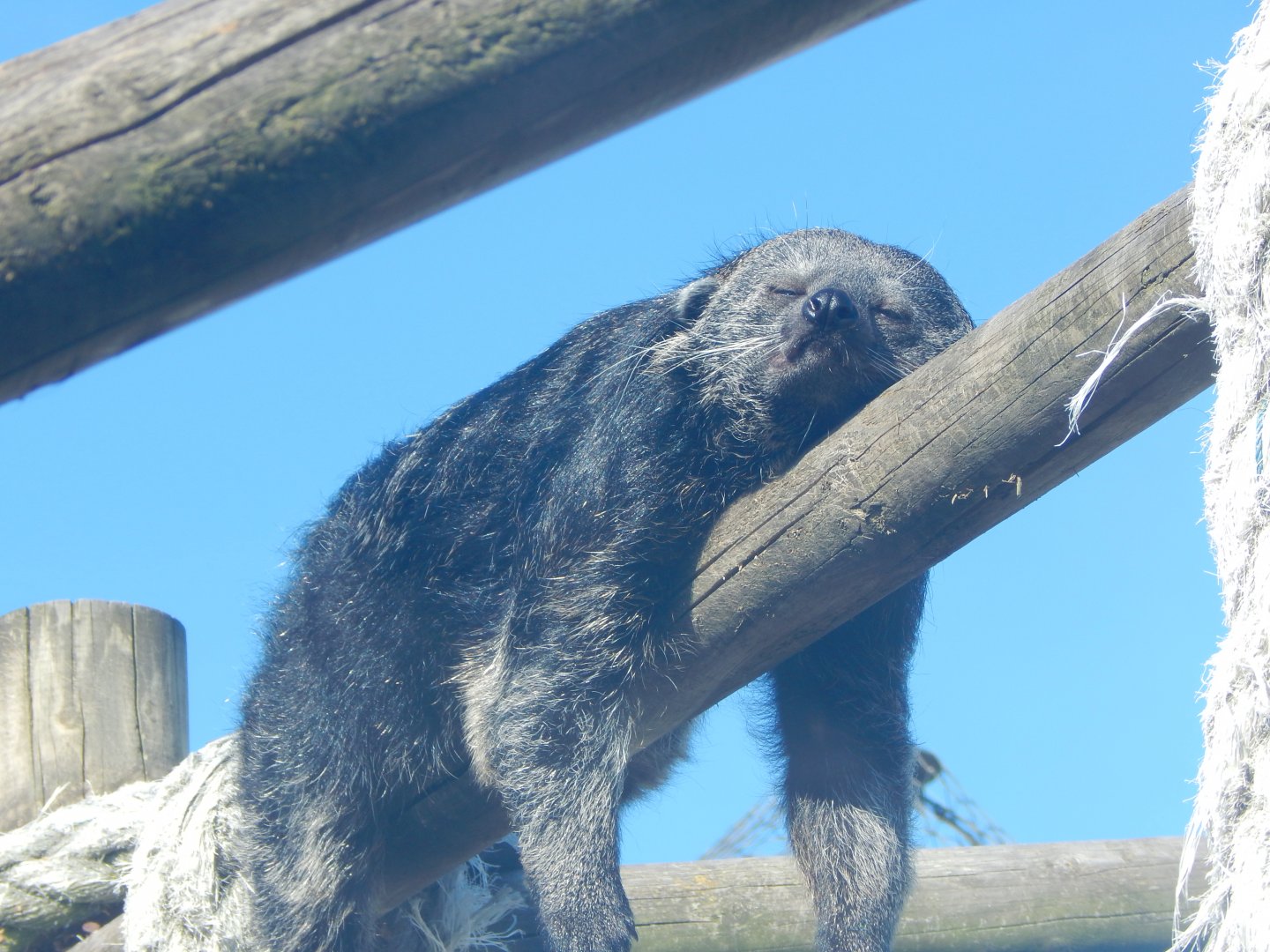 Binturong 030924