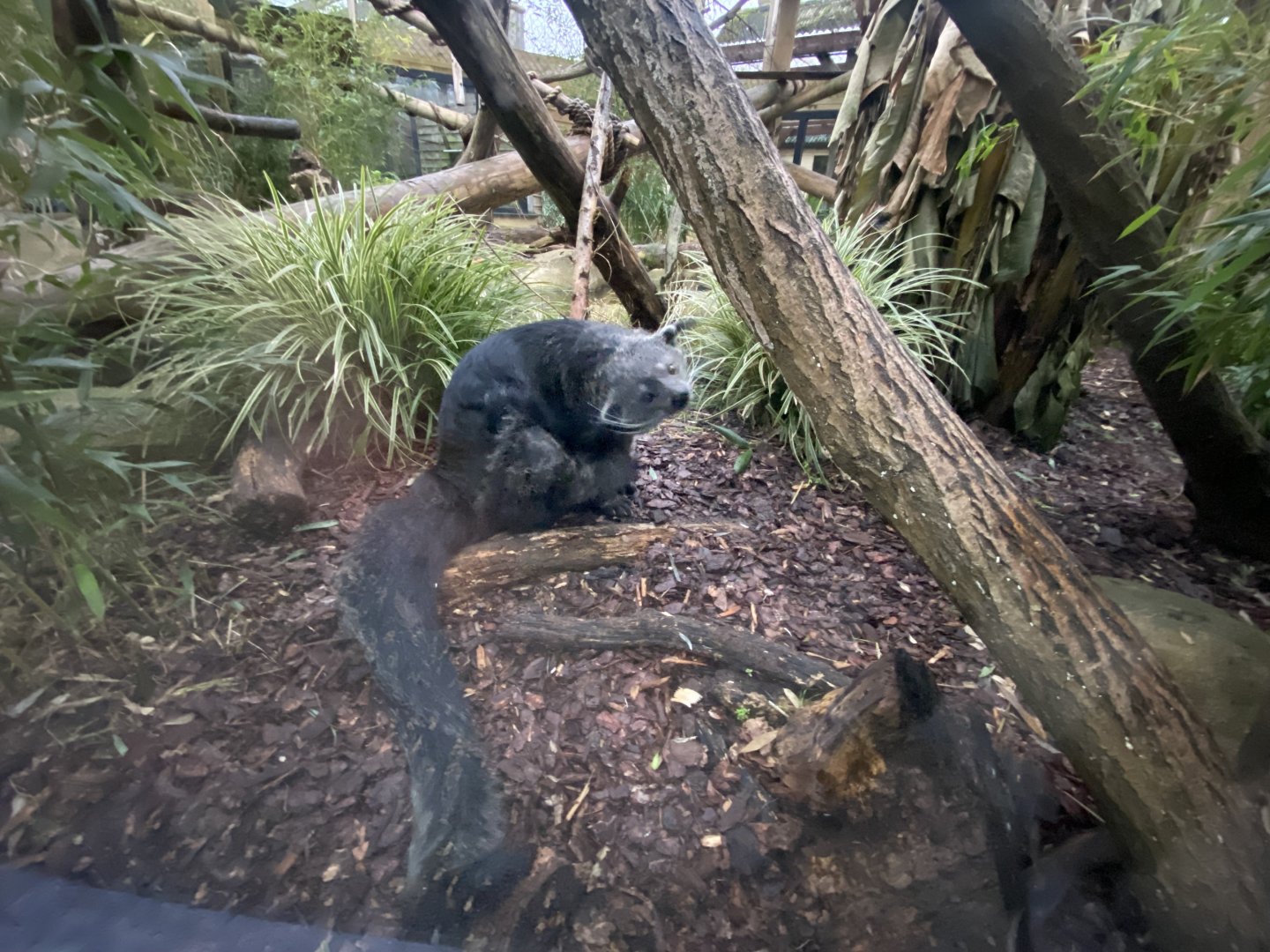 Binturong 040124