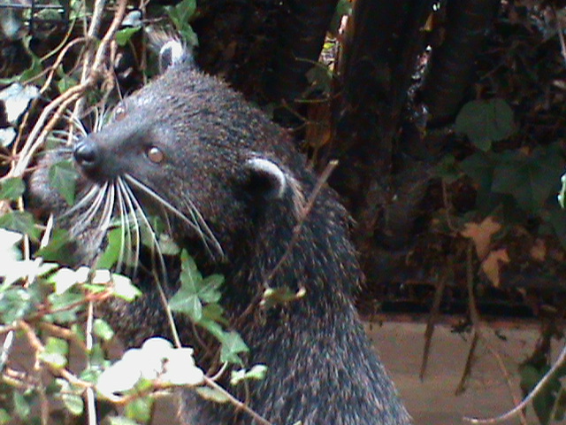 Binturong 061110