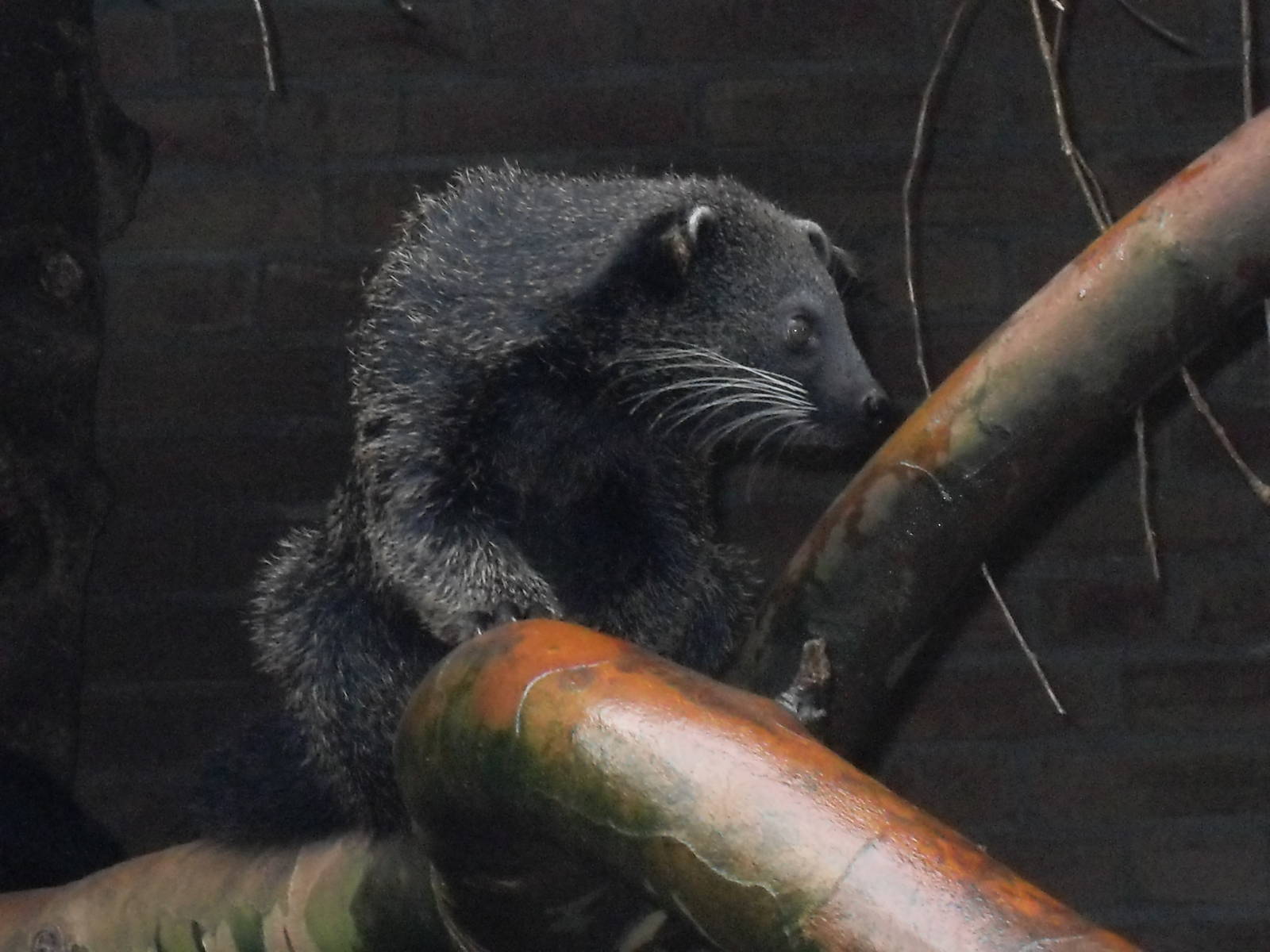 Binturong 061110