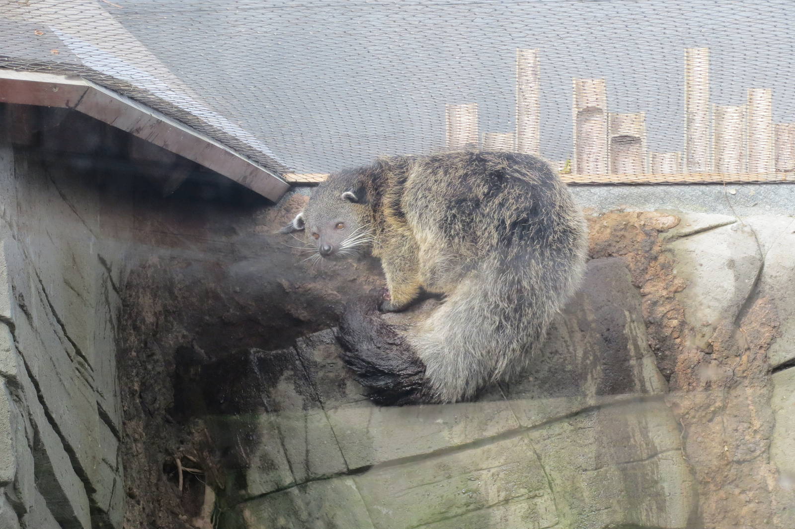 Binturong 10/14