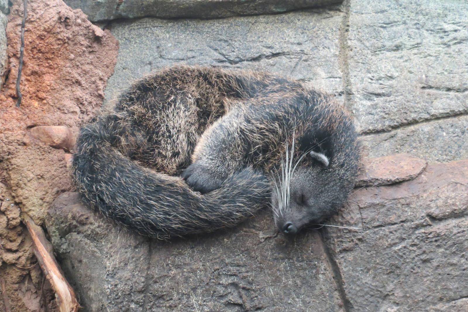 Binturong 10/14