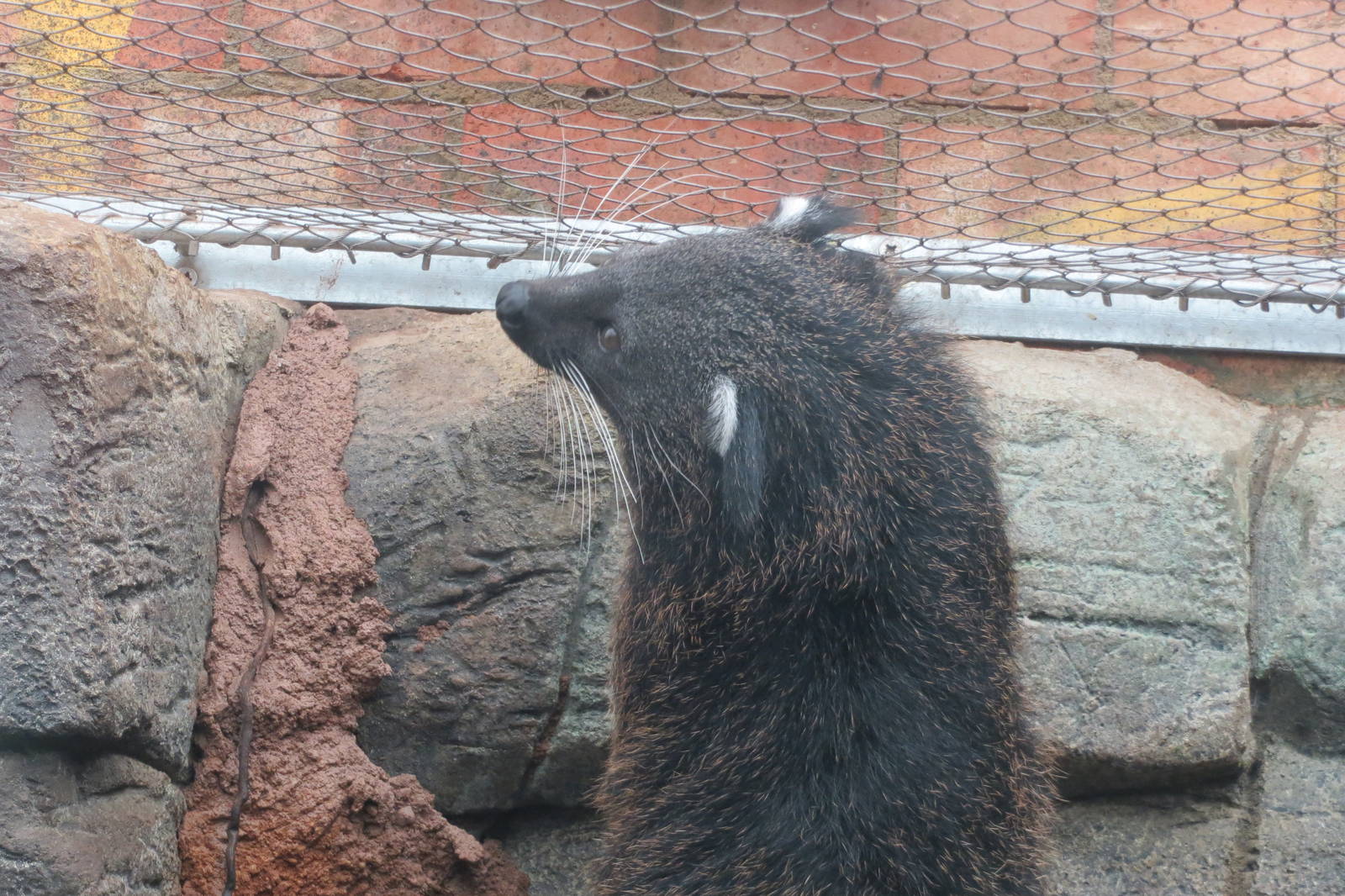 Binturong 10/14