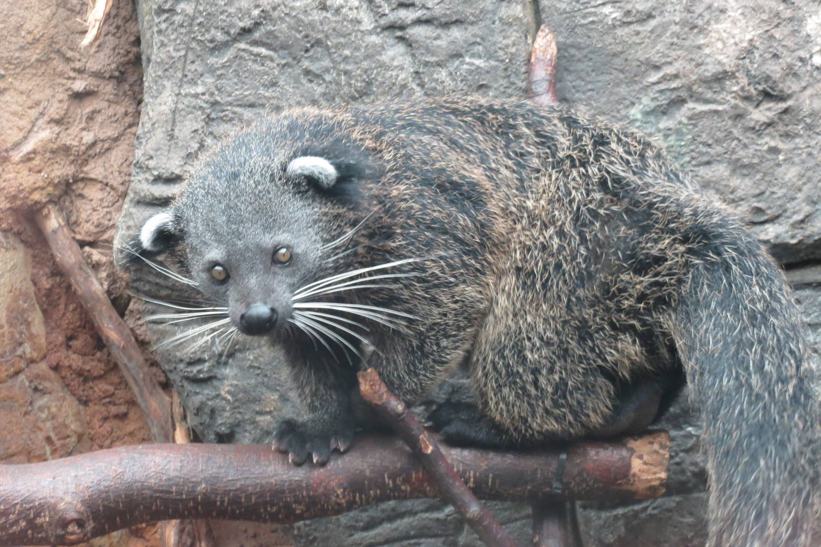 Binturong 10/14