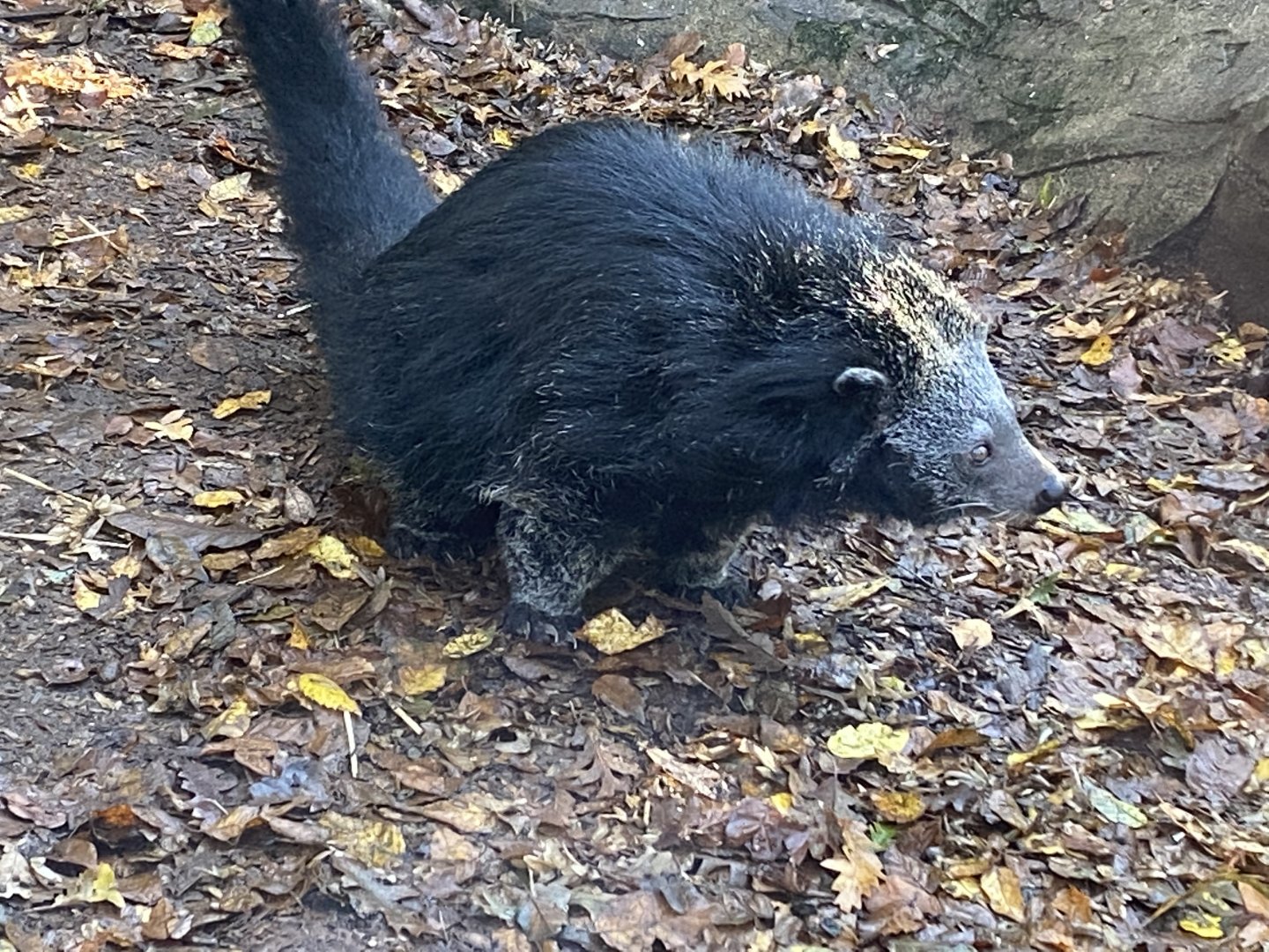 Binturong 101119