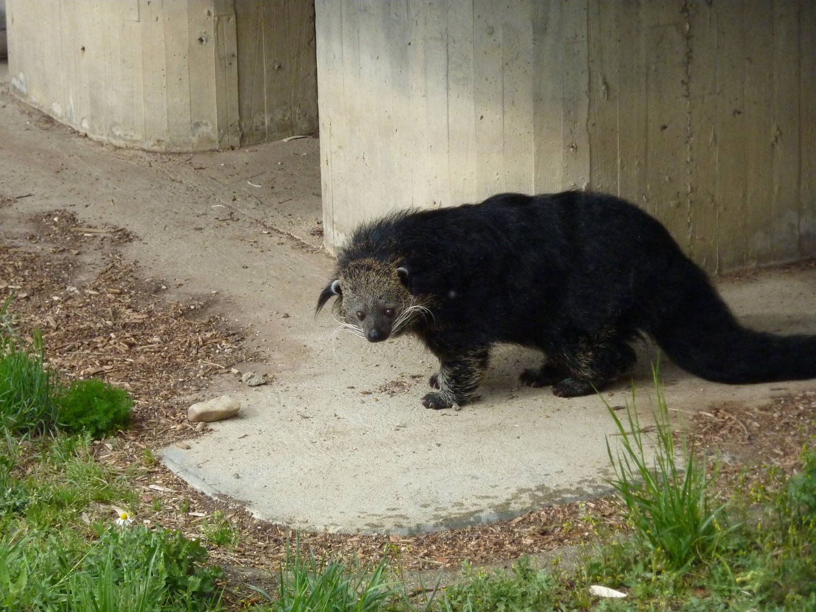 Binturong, 12th April 2012.