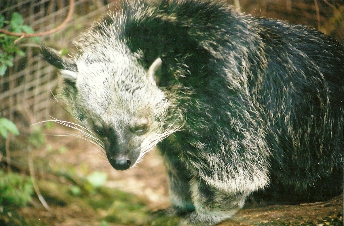 Binturong 16th April 2004