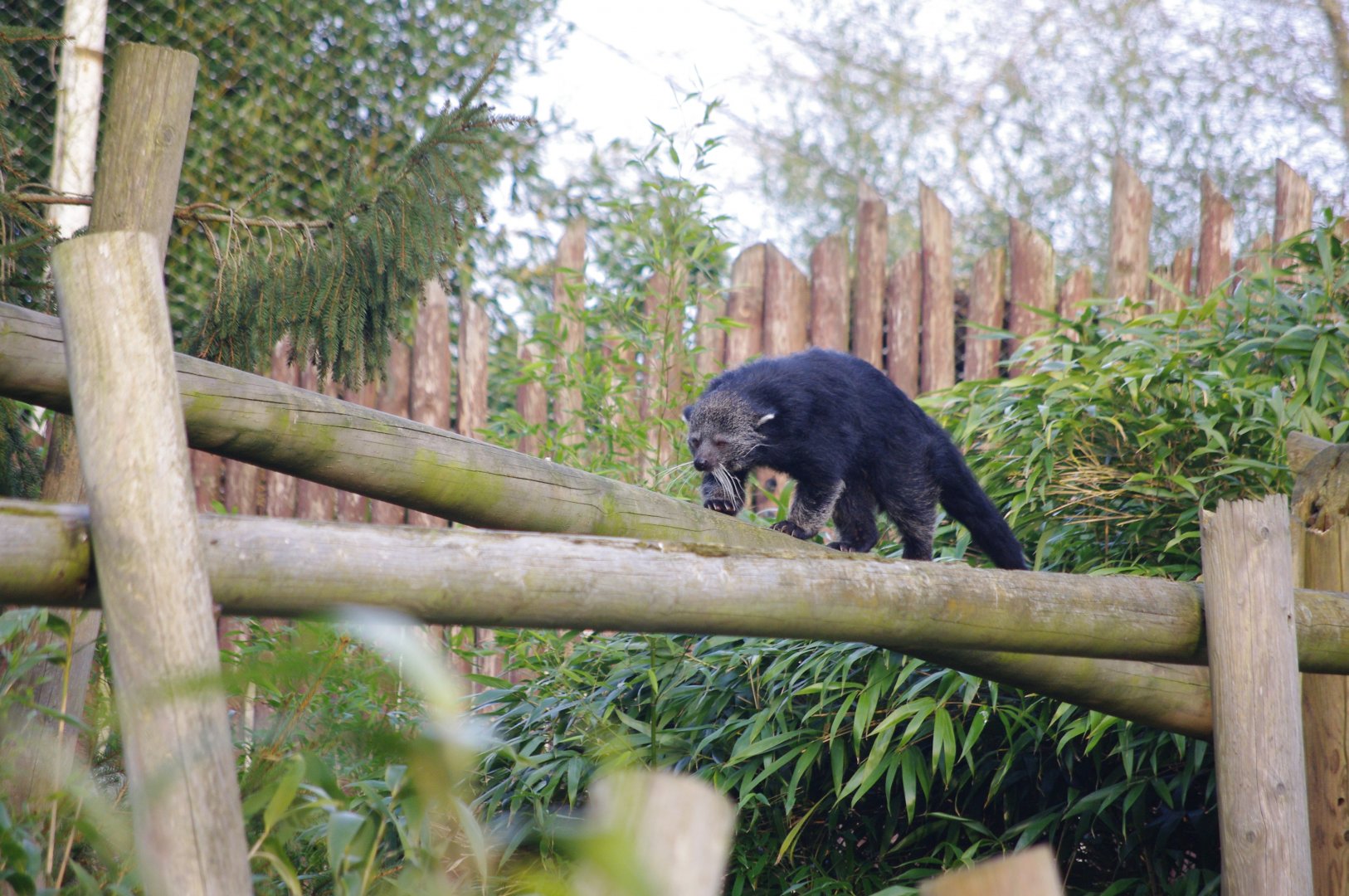 Binturong- 17/2/2025