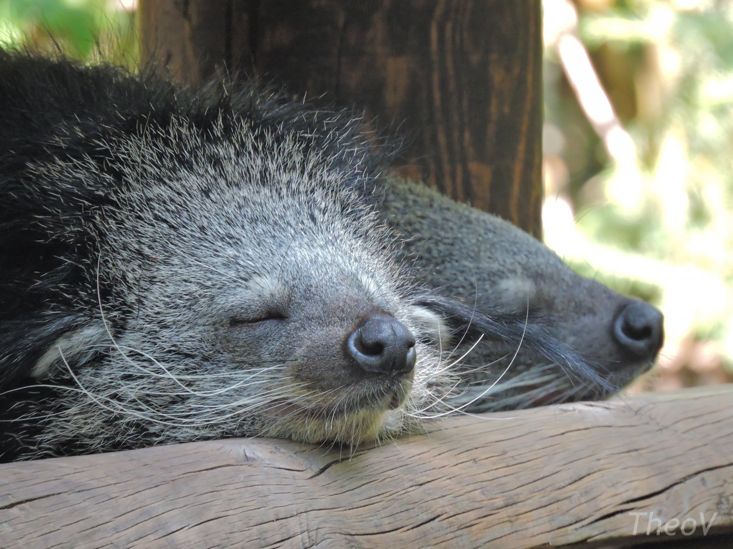 Binturong [2015]