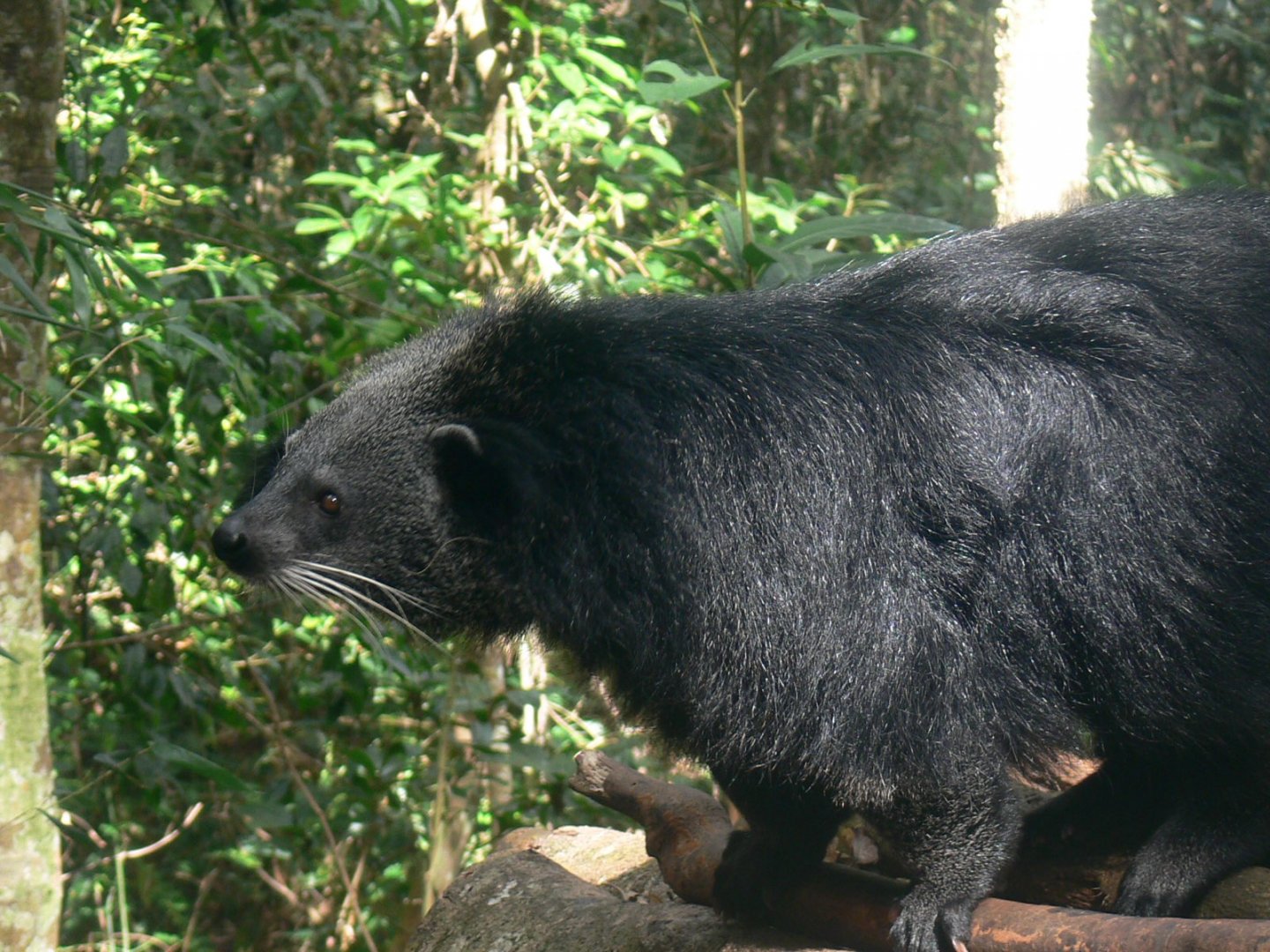 Binturong 2025/11/24