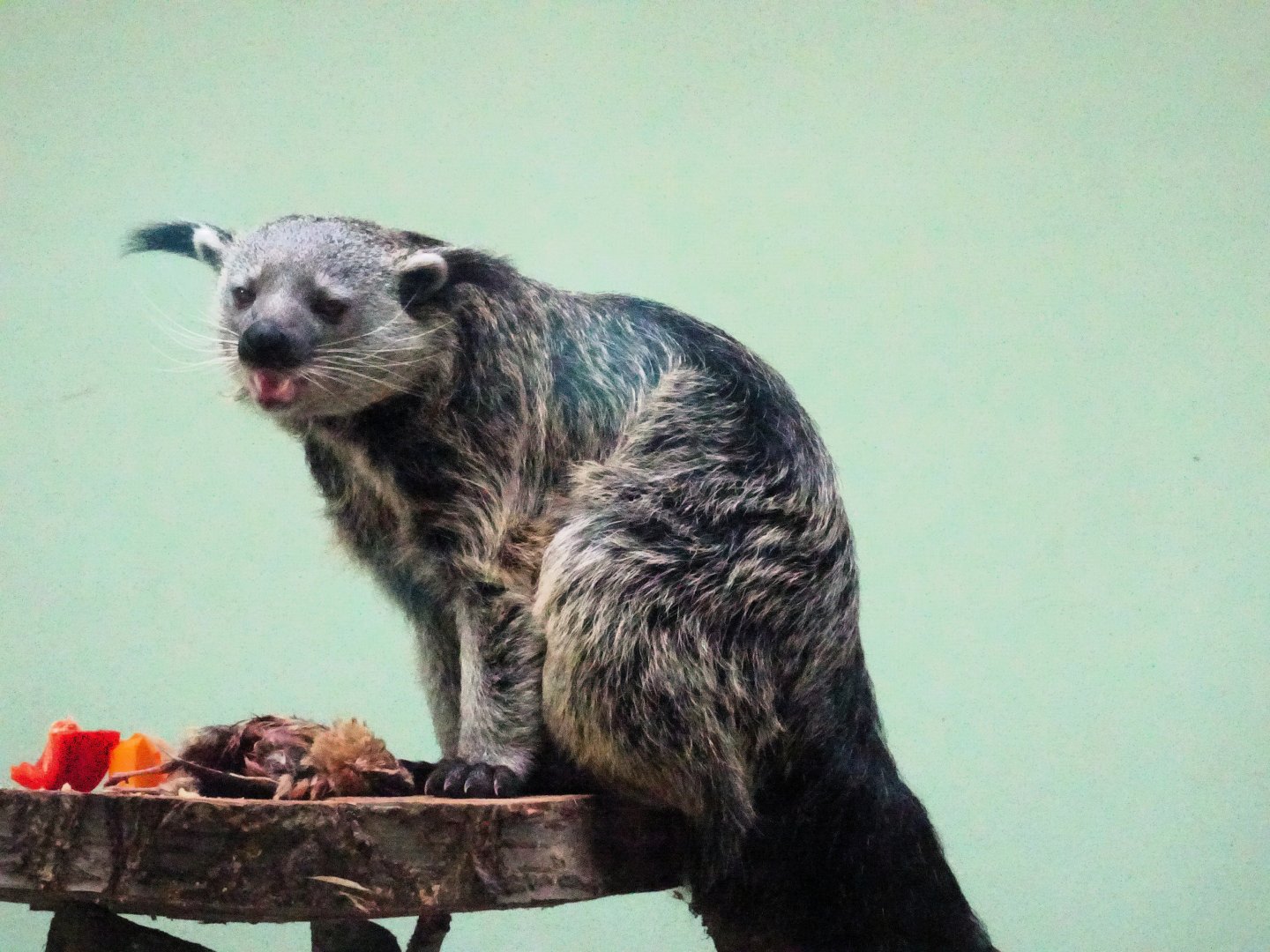 Binturong     21 May 2025