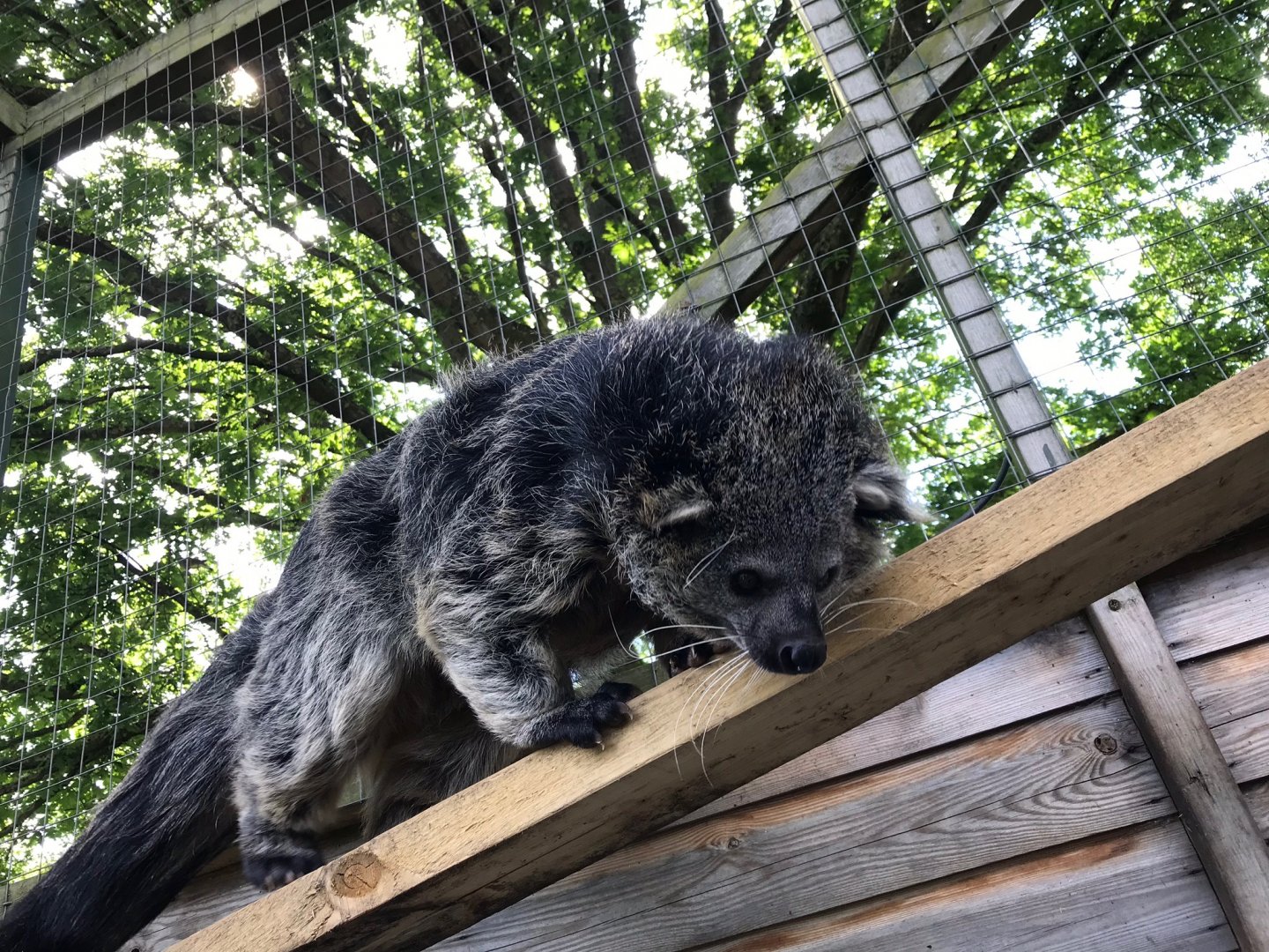Binturong 220619