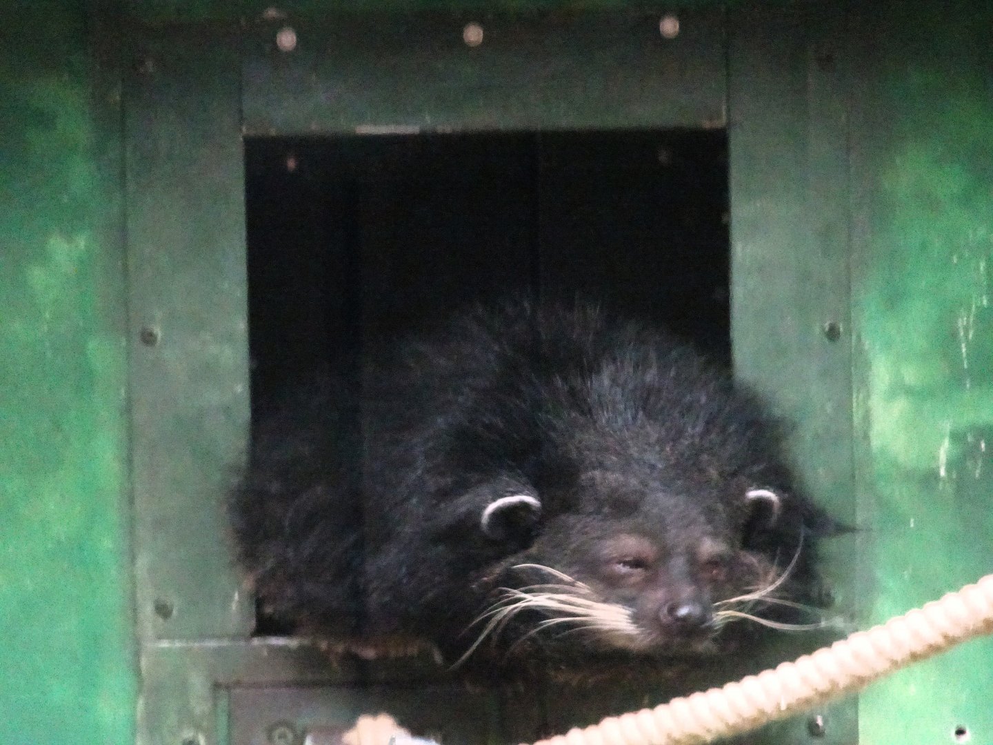 Binturong  23 August 2025