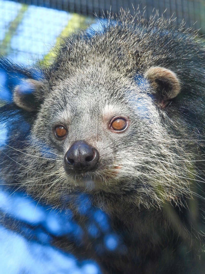 Binturong- 24th February 2024