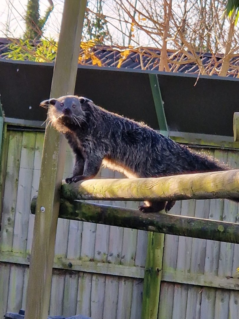 Binturong 25/11/23