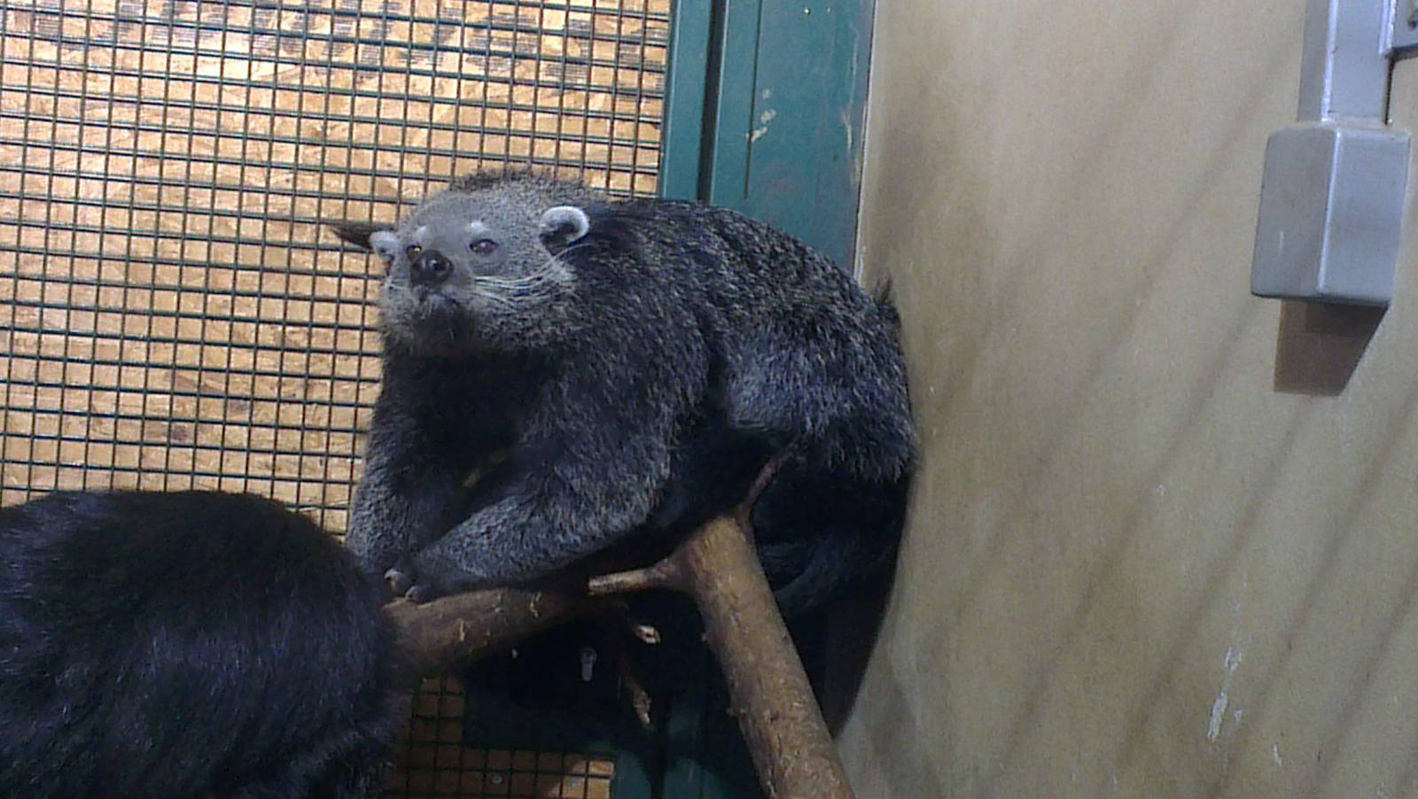 Binturong 270713