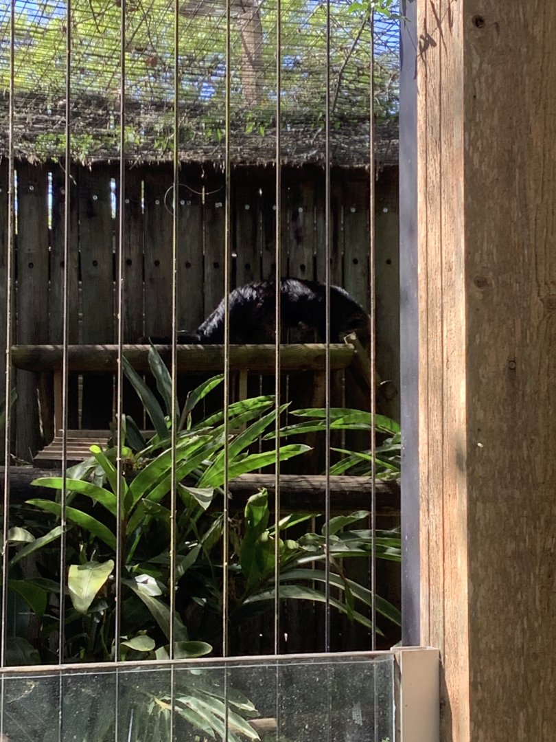 Binturong 3/20/24