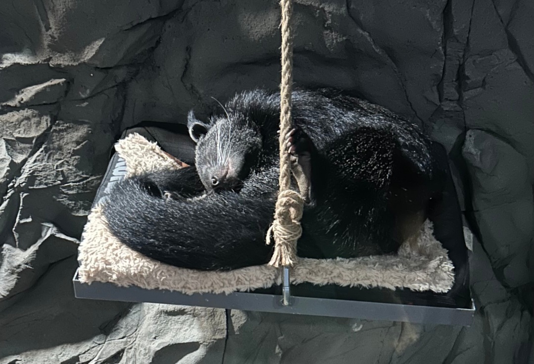 Binturong (4/19/25)