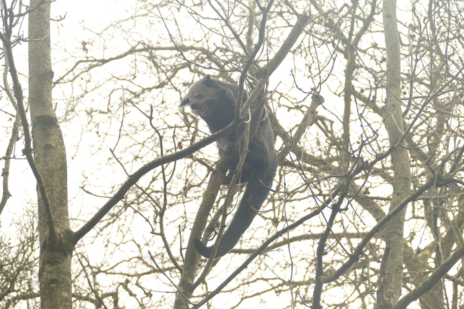 Binturong, 5 January 2023
