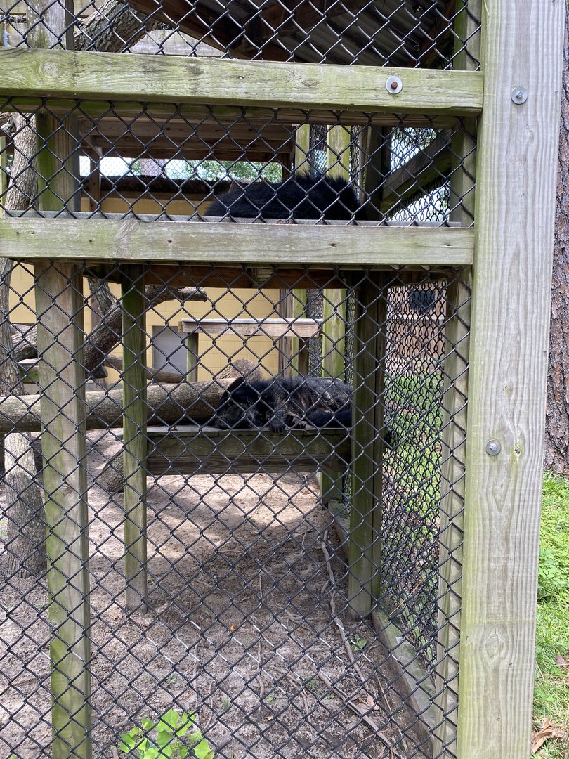 Binturong - 6/22/2023