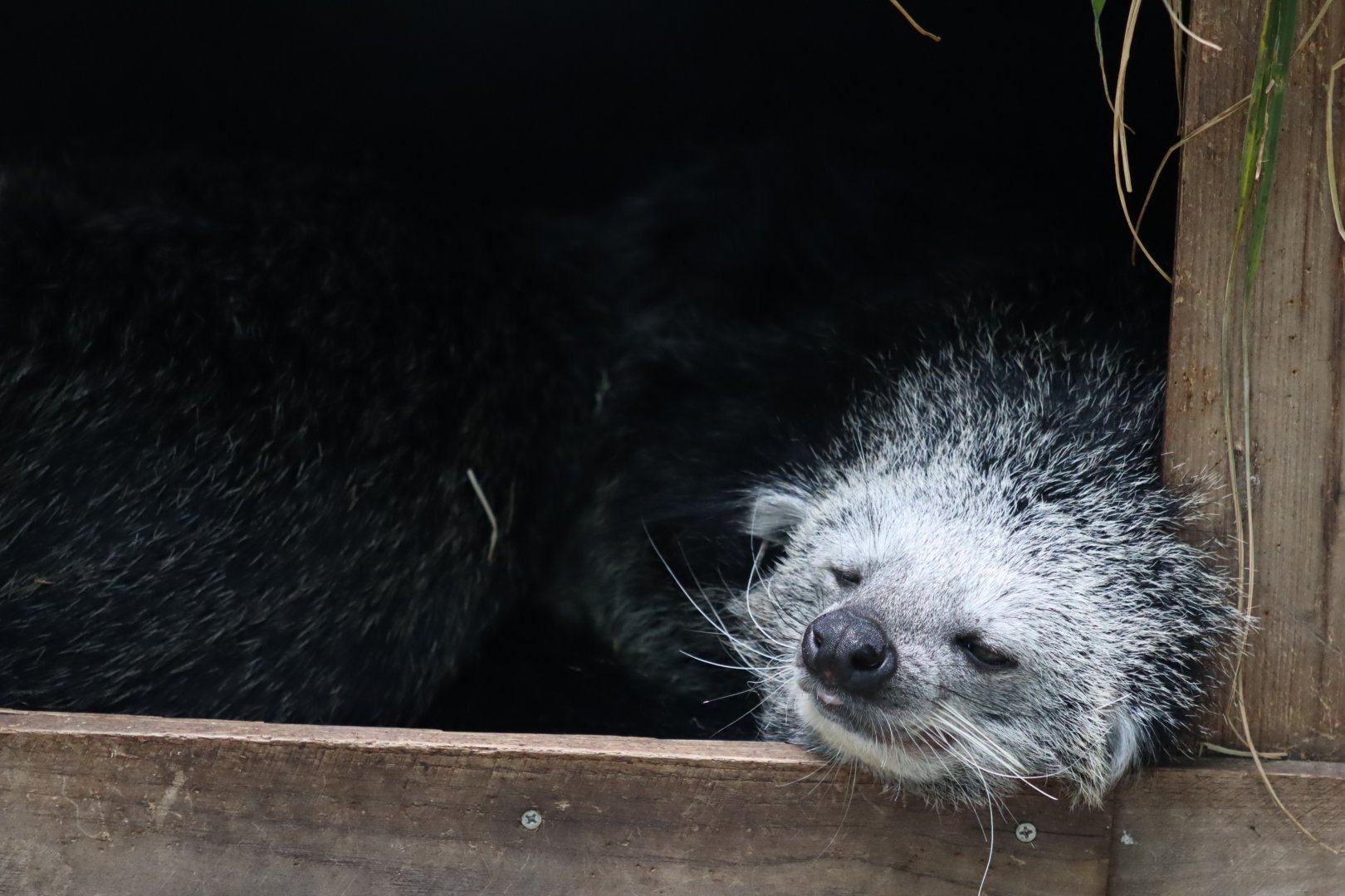 Binturong - 6th July 2024