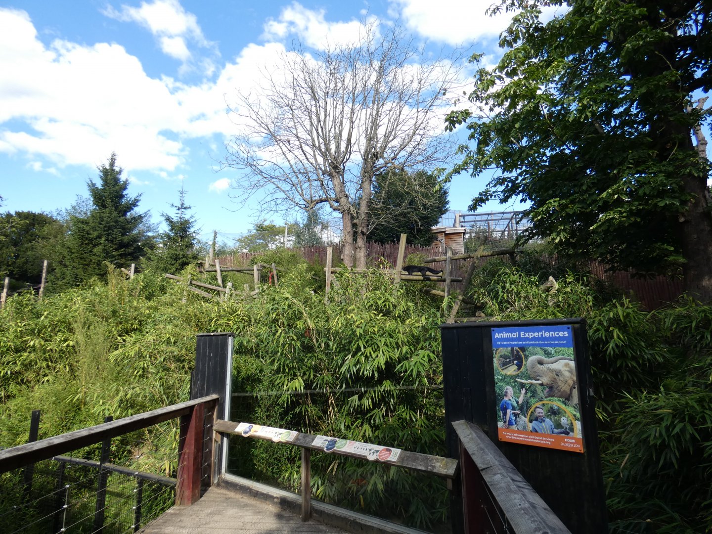 Binturong and Asian-short Clawed Otter enclosure